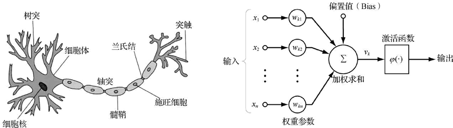 神经元结构